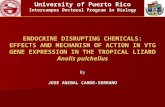 ENDOCRINE DISRUPTING CHEMICALS: EFFECTS AND MECHANISM OF ACTION IN VTG GENE EXPRESSION IN THE TROPICAL LIZARD Anolis pulchellus By JOSE ANIBAL CARDE-SERRANO.
