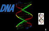 DNA 1. Discovery of DNA Many People contributed to the discovery of DNA. Function: Carried genetic material 2.