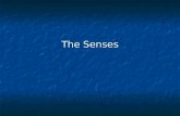 The Senses. Introduction Sensory receptors detect environmental changes and trigger nerve impulses that travel on sensory pathways. The body reacts with.