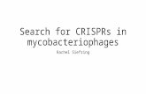 Search for CRISPRs in mycobacteriophages Rachel Siefring.