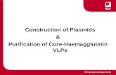 Construction of Plasmids & Purification of Core-Haemagglutinin VLPs.