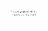 Parasympathetic nervous system. The Autonomic Nervous System.