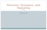 CHAPTER 48 Neurons, Synapses, and Signaling. Neurons Neurons are nerve cells that transfer information within the body. Your brain is made of neurons,