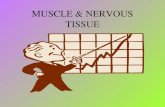MUSCLE & NERVOUS TISSUE. MUSCULAR TISSUE HIGHLY SPECIALIZED TO CONTRACT OR SHORTEN, TO PRODUCE MOVEMENT THERE ARE 3 DIFFERENT TYPES OF MUSCLE TISSUE: