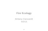 Fire Ecology Brittany Ciancarelli 4/2/13 BC. 3 Needle Rocky Mountain Ponderosa Pine BC.