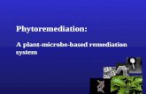 Phytoremediation: A plant-microbe-based remediation system.
