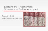 Lecture #5 - Anatomical Structure of Softwoods, part I Forestry 280 Iowa State University.