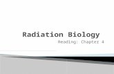 Reading: Chapter 4.  Radiation Biology is the study of the effects of radiation on living tissue.  X-rays are a form of ionizing radiation. When x-rays.