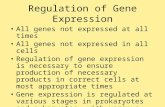Regulation of Gene Expression All genes not expressed at all times All genes not expressed in all cells Regulation of gene expression is necessary to ensure.
