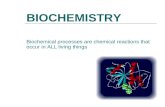 BIOCHEMISTRY Biochemical processes are chemical reactions that occur in ALL living things.