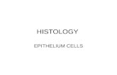 HISTOLOGY EPITHELIUM CELLS. Stem Cells Early cells that are not programmed yet As development of the organism occurs, these stem cells become specialized.