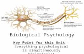 Biological Psychology Key Point for this Unit: Everything psychological is simultaneously biological!!