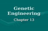 Genetic Engineering Chapter 13. Changing the Living World Selective breeding –Breeding animals with characteristics we want to produce offspring with.
