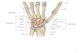 1. Midcarpal joint Radiocarpal joint Movements? 2 Wrist joint Carpal joints.