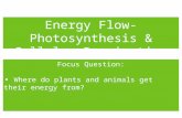 Energy Flow- Photosynthesis & Cellular Respiration Focus Question: Where do plants and animals get their energy from?