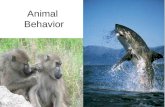 Animal Behavior. Behavior Behavior is action that alters the relationship between an organism and its environment Results from: –An external stimulus.
