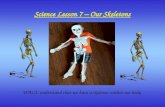 Science Lesson 7 – Our Skeletons WALT: understand that we have a skeleton within our body.