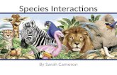 Species Interactions By Sarah Cameron. Species Competition Interspecific Competition: competition between members of different species Intraspecific Competition: