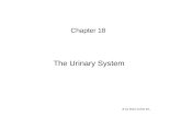 The Urinary System Chapter 18 8 31 2012 online ed.