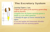 The Excretory System Learning Targets: I can: 1.Name each organ of the excretory system along with its function 2.Explain how the human excretory system.
