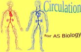 Double circulation Mammals have a double circulation The right side of the heart sends blood to the lungs (pulmonary circulation) Blood returns from the.