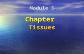 Module 5 ChapterTissues. Read 5.1 and be able to list the four major tissues types and provide examples of where each occurs in the body. Module 5.1.
