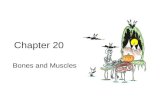 Chapter 20 Bones and Muscles. The Skeletal System The skeletal system consists of two broad divisions: 1.The axial skeleton 2.The appendicular skeleton