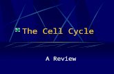 The Cell Cycle A Review What is the Cell Cycle? The time and activities that take place from one cell division to the next Or From cell “birth” to cell.
