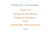 Topic 23 Wiring of the Brain, Memory Systems, And Molecular Mechanisms Lange Biology 463 – Neurobiology.