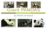 Giant PANDAS By Shelbi olmstead. Diagram of a Panda back snout ear legs tail Water-proof fur stomach nose eye neck back.