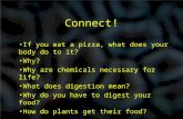 Connect! If you eat a pizza, what does your body do to it? Why? Why are chemicals necessary for life? What does digestion mean? Why do you have to digest.