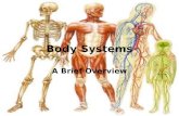 Body Systems A Brief Overview. Levels of Organization in Living Things Cell –Red blood cell –Epithelial cell –Neuron Tissue –Epithelial tissue –Connective.
