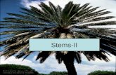 Stems-II. Primary thickening meristem occurs in many monocots.