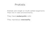 Protists Protists are single or multi-celled organisms That live in wet environments. They have eukaryotic cells They reproduce asexually.