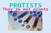 PROTISTS They’re not plants or animals! KINGDOM PROTISTA.