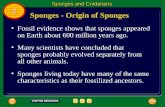 Sponges - Origin of Sponges Fossil evidence shows that sponges appeared on Earth about 600 million years ago. Many scientists have concluded that sponges.