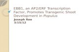 EBB1, an AP2/ERF Transcription Factor, Promotes Transgenic Shoot Development in Populus Joseph Ree 3/15/12.