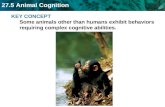 27.5 Animal Cognition KEY CONCEPT Some animals other than humans exhibit behaviors requiring complex cognitive abilities.