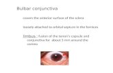 Bulbar conjunctiva – covers the anterior surface of the sclera – loosely attached to orbital septum in the fornices – limbus : fusion of the tenon’s capsule.
