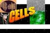 1. Cell Theory ·All know living things are made up of cells ·Cells are the basic unit of structure and function in living things ·All cells come from.