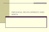 PRENATAL DEVELOPMENT AND BIRTH. Prenatal Development Time of fastest development in life span Environment extremely important Conception Ova travels from.