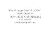 The Strange World of Gull Identification: How Many Gull Species? Nick Rossiter nrossiter@supanet.com.