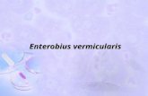 Enterobius vermicularis. Taxonomical position Phylum : Nematoda Class : Secernentea Order : Oxyurida Super family : Oxyuroidea Family : Oxyuridae Genus.