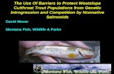 The Use Of Barriers to Protect Westslope Cutthroat Trout Populations from Genetic Introgression and Competition by Nonnative Salmonids David Moser Montana.