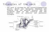 Triangles of the neck The neck is divided by the sternocleidomastoid muscle, which run obliquely downward and forward from the mastoid process and the.