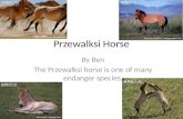 Przewalksi Horse By Ben The Przewalksi horse is one of many endanger species.