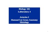 1 Biology 102 Laboratory 3 Arteries I Human/Cat Gross Anatomy Histology.