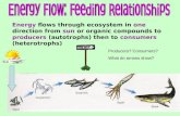 Energy flows through ecosystem in one direction from sun or organic compounds to producers (autotrophs) then to consumers (heterotrophs) Producers? Consumers?