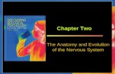 Chapter Two The Anatomy and Evolution of the Nervous System.