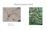Hyoscyamus herb Branched glandular hair. Datura leaf Collapsed hairCrystal layer.